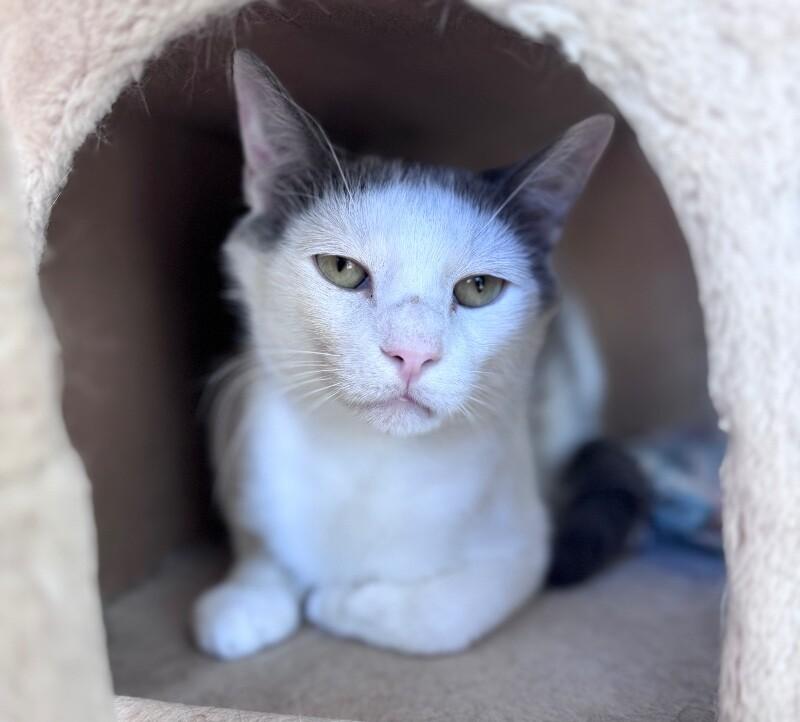Zack, a Adoptable Domestic Short Hair in Disputanta, VA image 3/3
