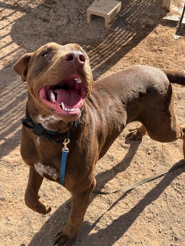 Luca, Adoptable, Adult Male Mixed Breed.