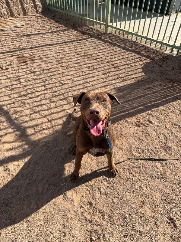 Enlarge Luca, a Adoptable Mixed Breed in Hobbs, NM image 2/6