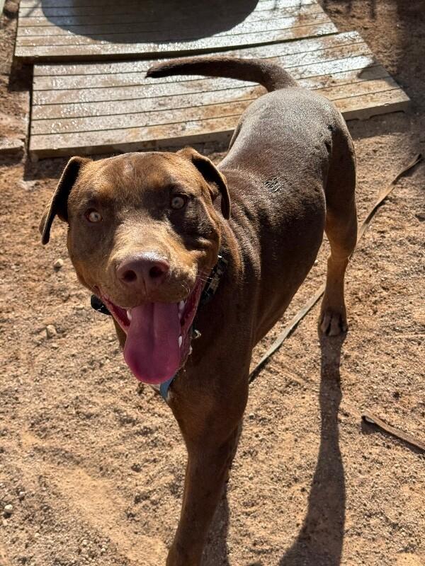 Enlarge Luca, a Adoptable Mixed Breed in Hobbs, NM image 3/6