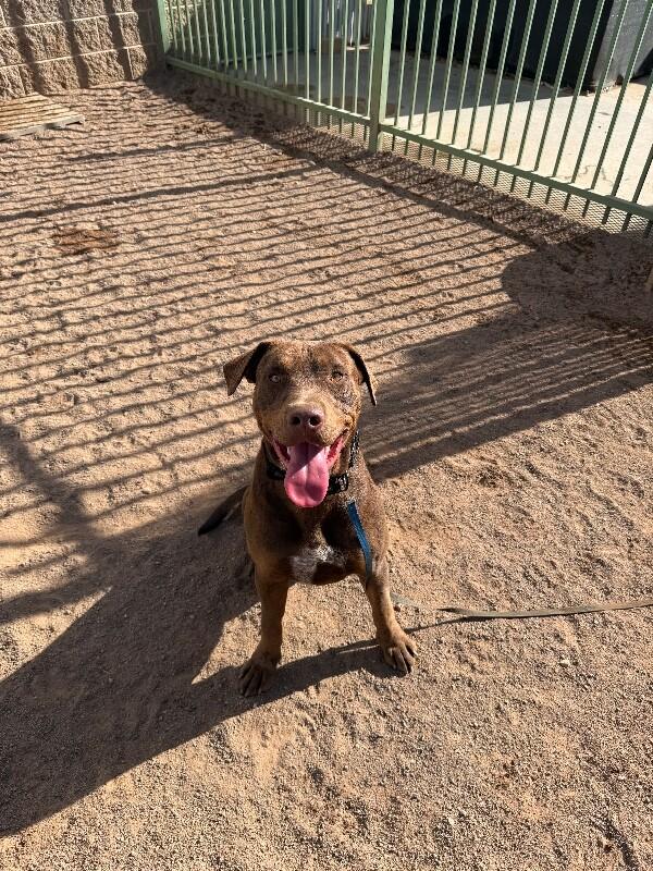 Enlarge Luca, a Adoptable Mixed Breed in Hobbs, NM image 4/6
