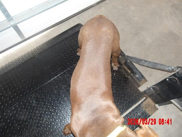 Enlarge Luca, a Adoptable Mixed Breed in Hobbs, NM image 5/6