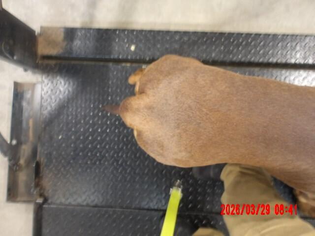 Enlarge Luca, a Adoptable Mixed Breed in Hobbs, NM image 6/6