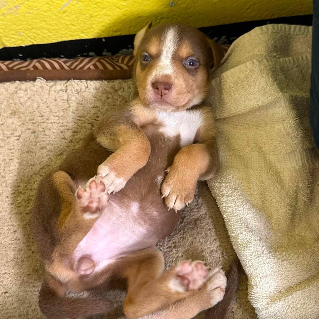 Enlarge CT Miss Piggy, a Adoptable mixed breed in Eastford, CT image 2/5