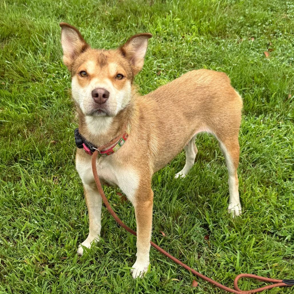 Enlarge CT Miss Piggy, a Adoptable mixed breed in Eastford, CT image 3/5