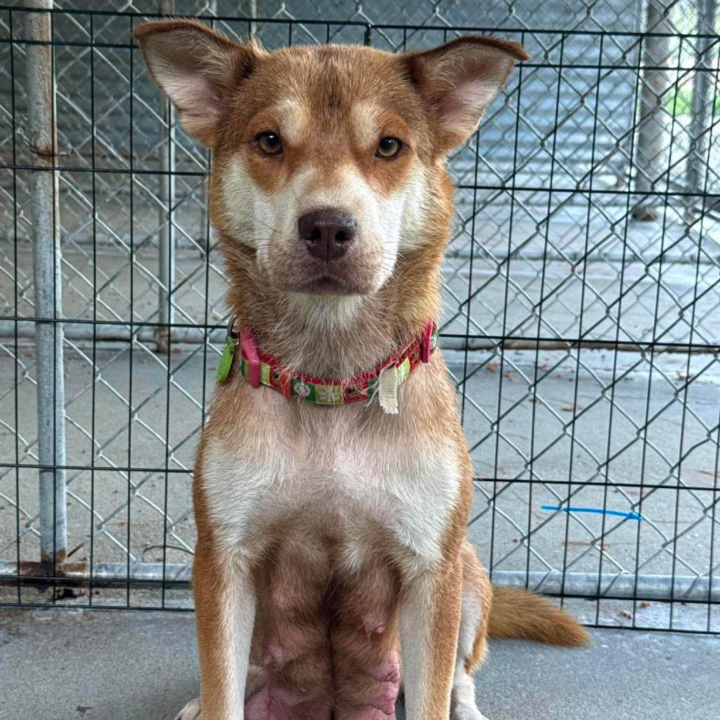 Enlarge CT Miss Piggy, a Adoptable mixed breed in Eastford, CT image 4/5
