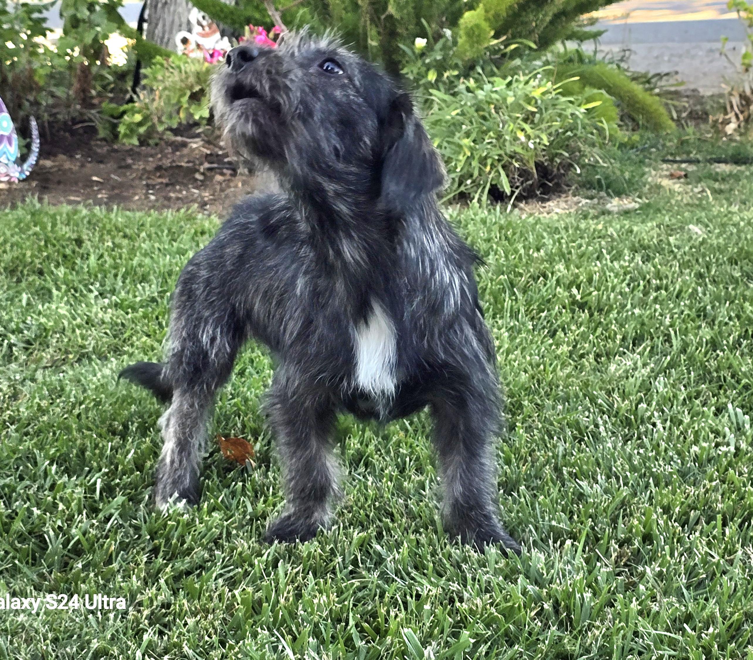 Bunny, a ADOPTABLE mixed breed in Tracy, CA image 2/3