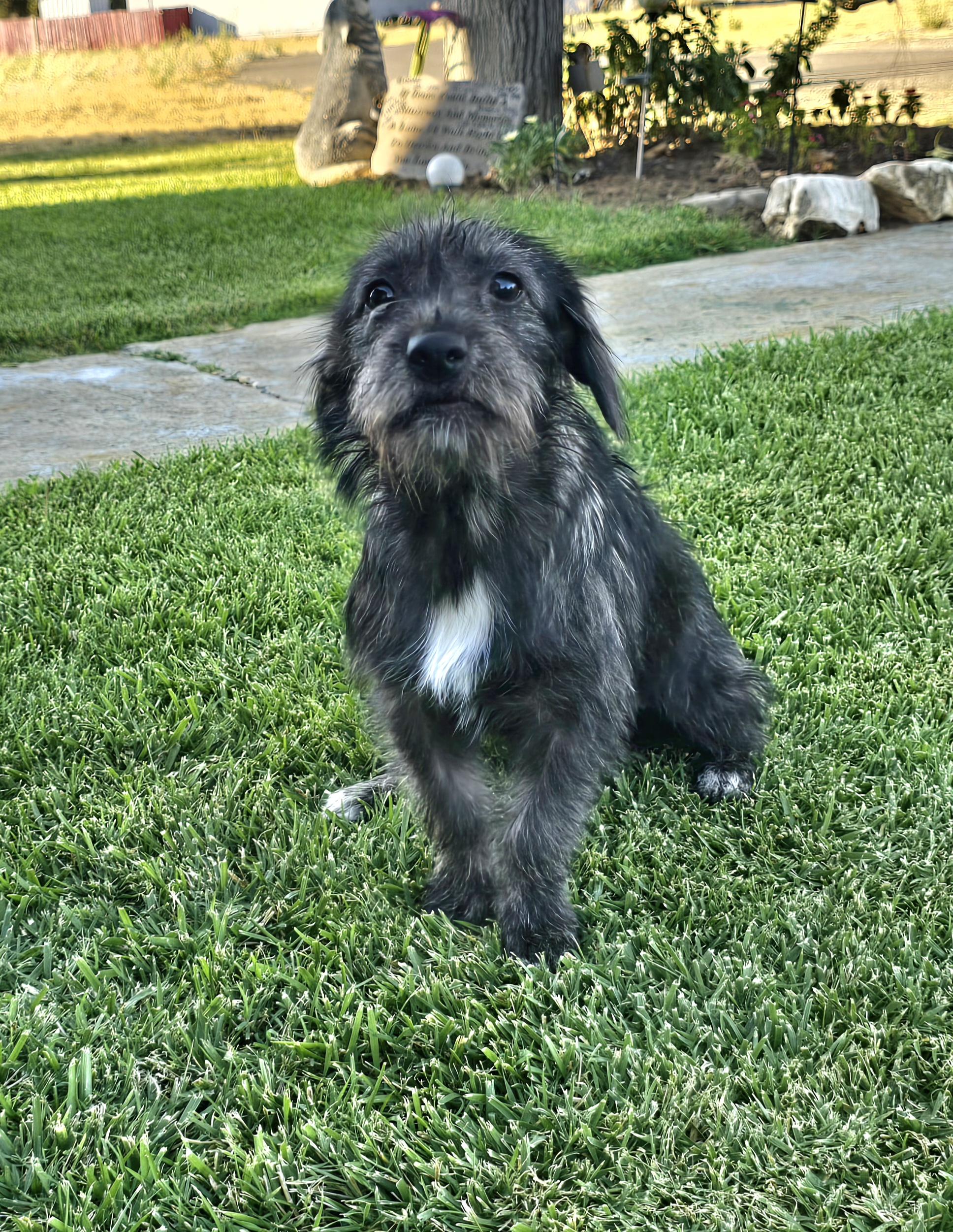 Bunny, ADOPTABLE, Puppy Female Terrier & Norfolk Terrier.