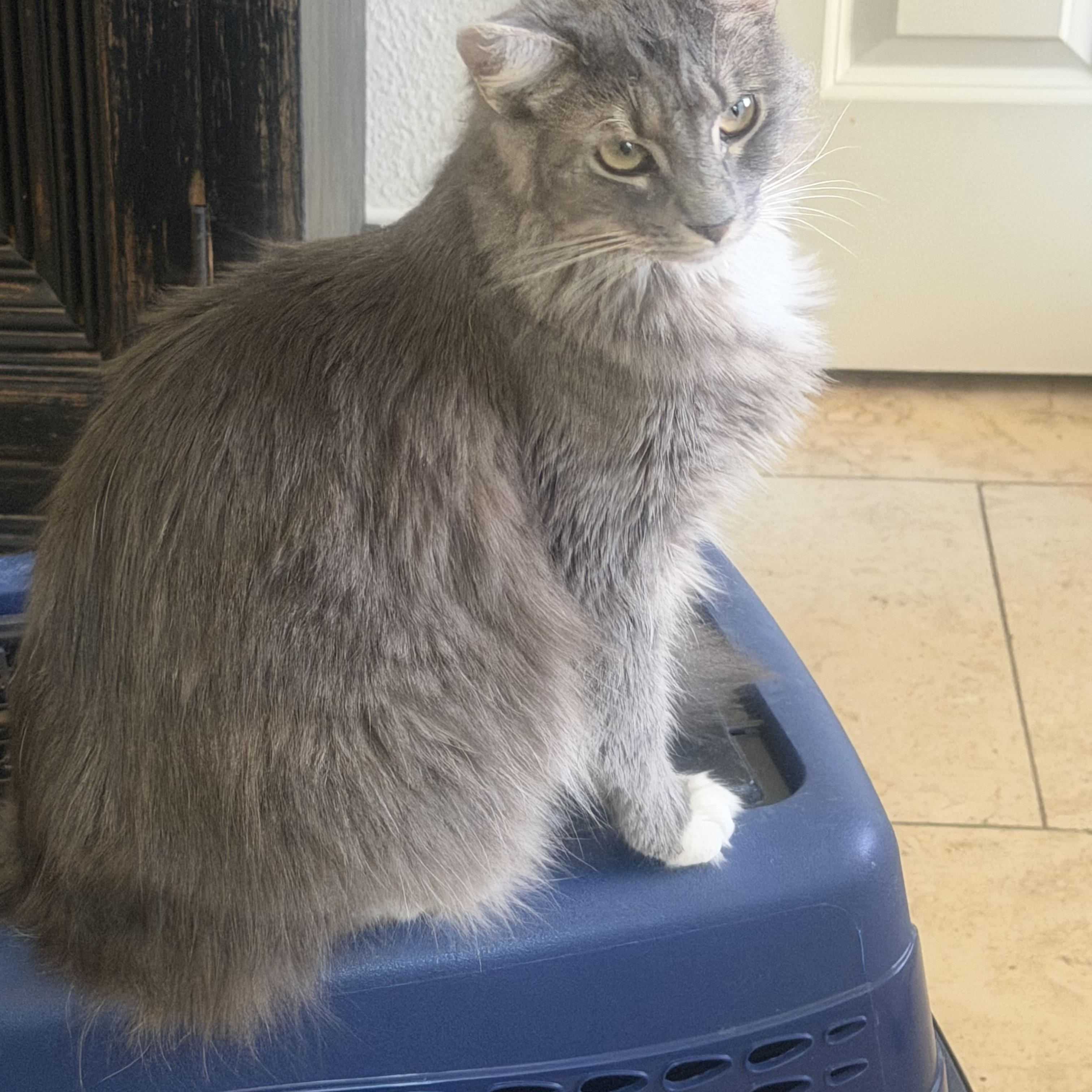 Enlarge Mary, a ADOPTABLE Domestic Medium Hair in Rio Linda, CA image 1/4