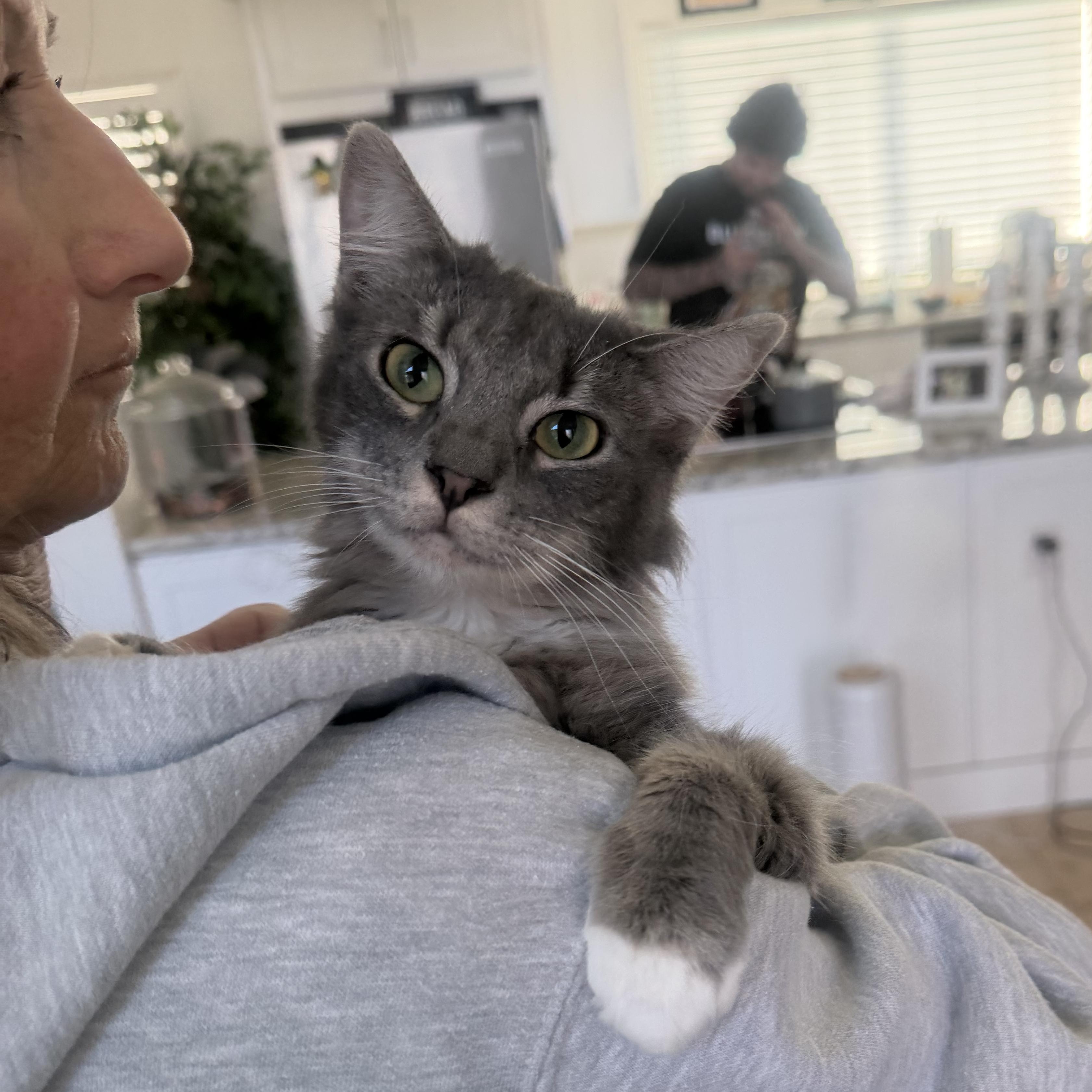 Enlarge Mary, a ADOPTABLE Domestic Medium Hair in Rio Linda, CA image 4/4