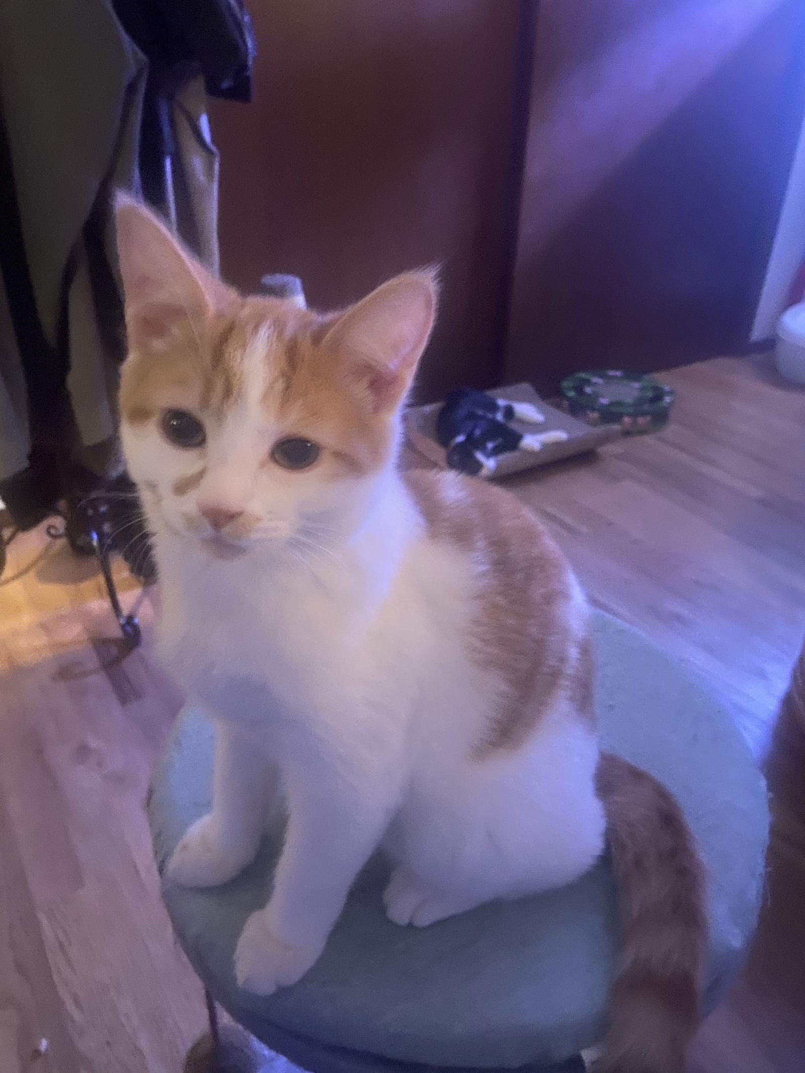 Cashmere, Adopted, Young Male Domestic Short Hair.