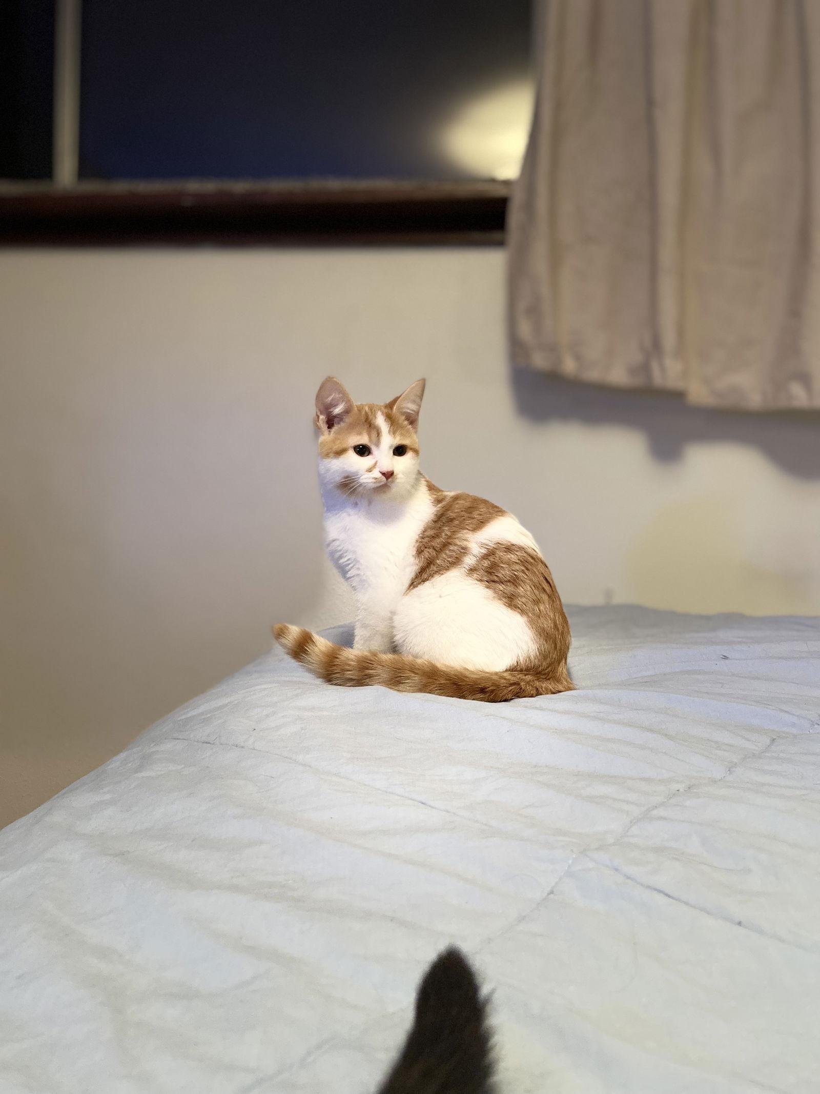 Enlarge Cashmere, a Adopted Domestic Short Hair in Burlington, WA image 2/3