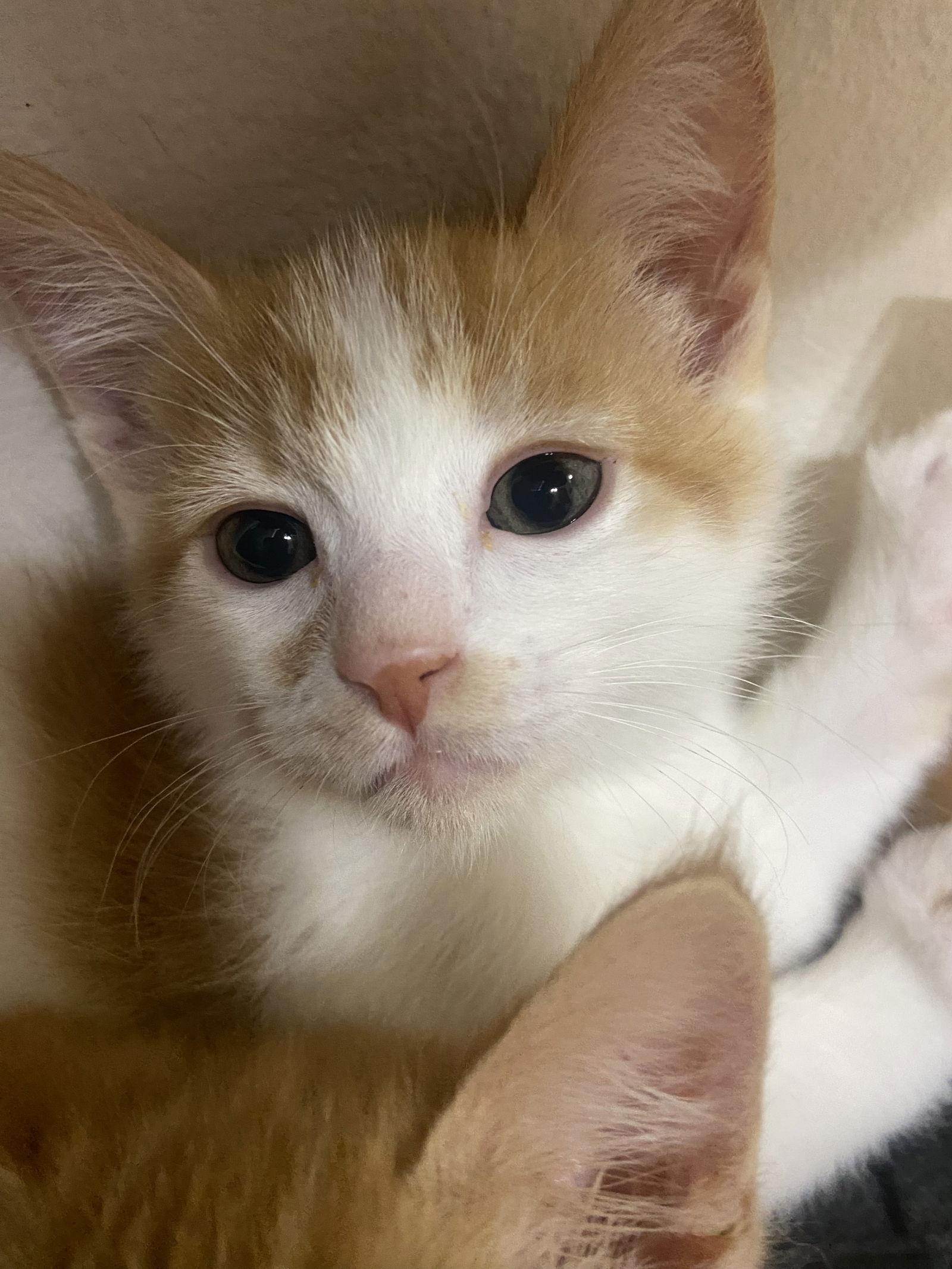 Enlarge Cashmere, a Adopted Domestic Short Hair in Burlington, WA image 3/3