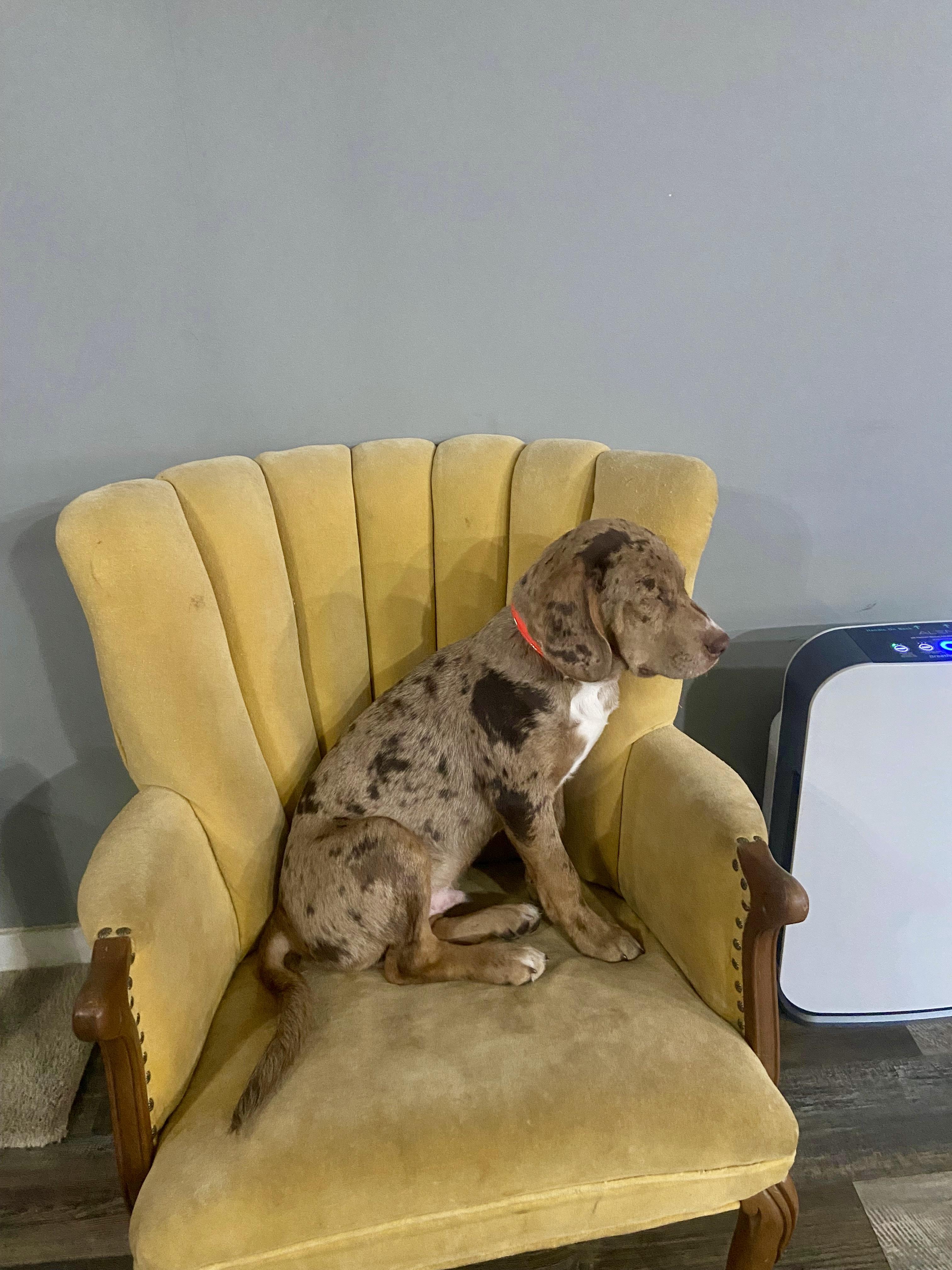 Enlarge Howard (CP), a ADOPTABLE mixed breed in Clinton, IL image 2/3