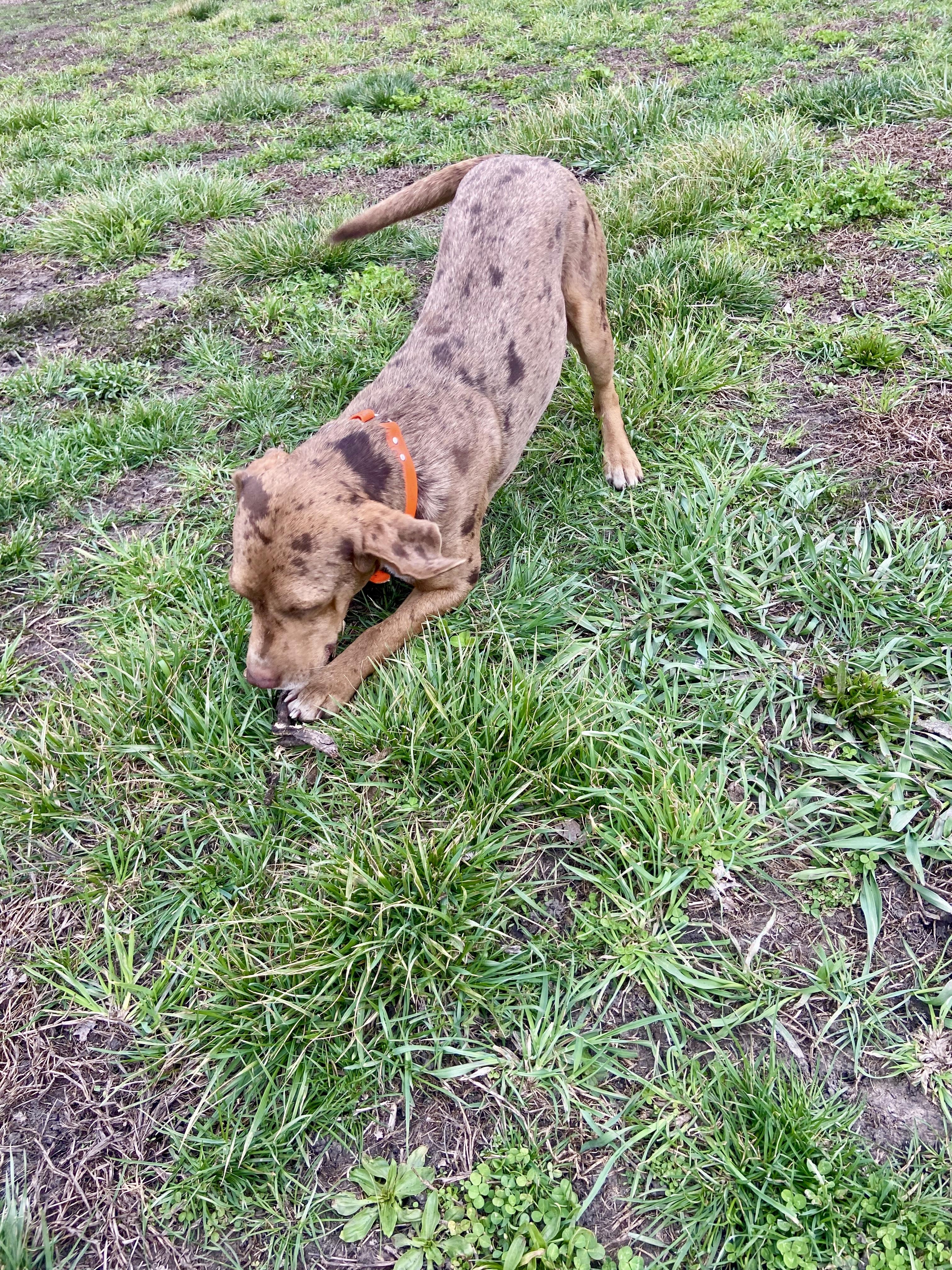 Enlarge Howard (CP), a ADOPTABLE mixed breed in Clinton, IL image 1/3