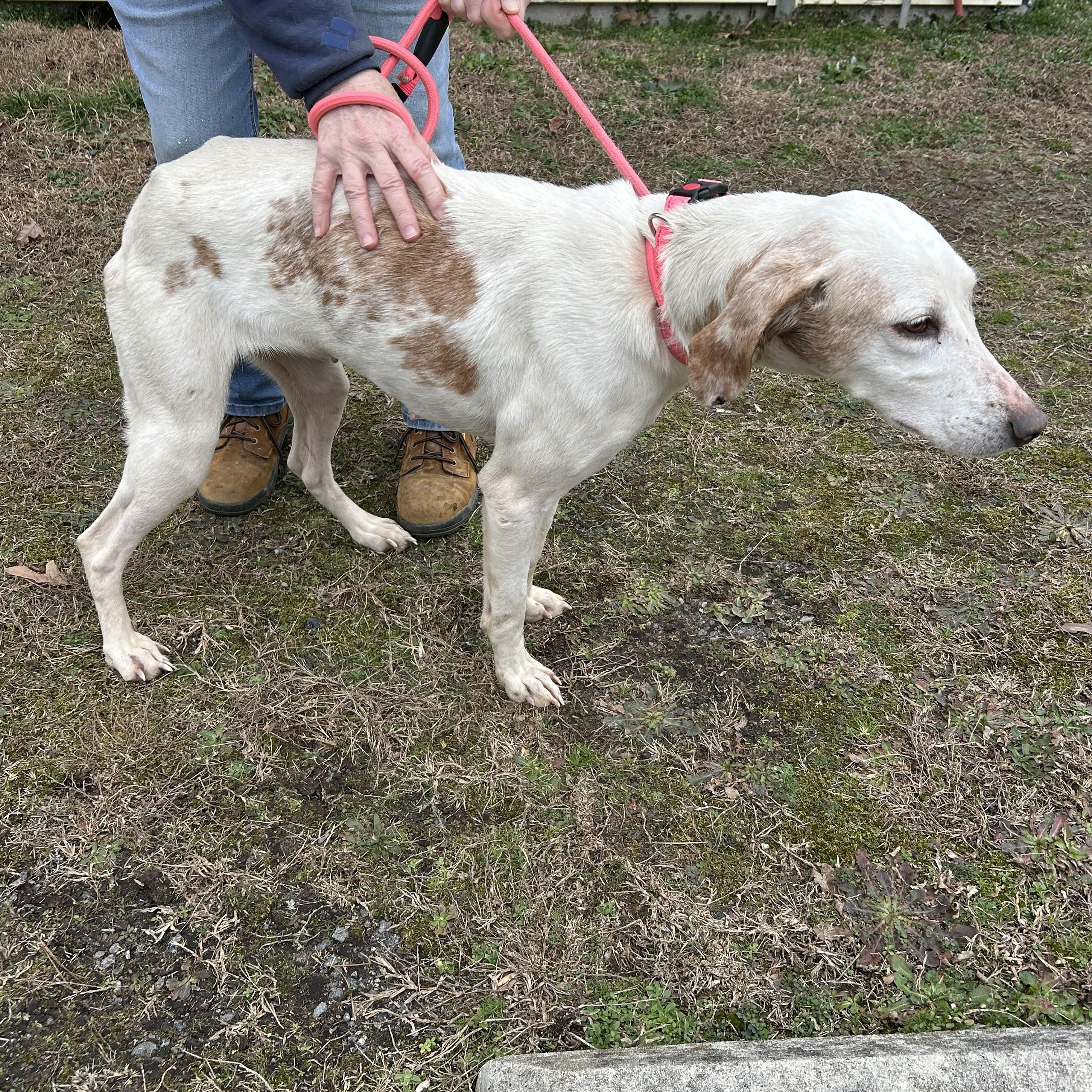 Snowflake, a ADOPTABLE Hound in Charles City, VA image 3/4