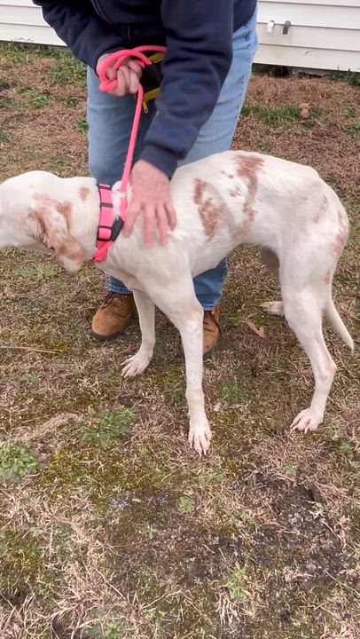 Enlarge Snowflake, a ADOPTABLE Hound in Charles City, VA video 1/4