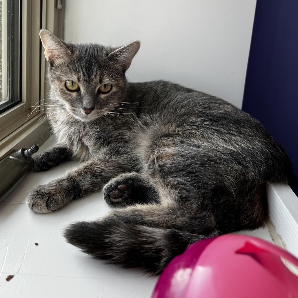Reeah, Adoptable, Adult Female Domestic Short Hair.