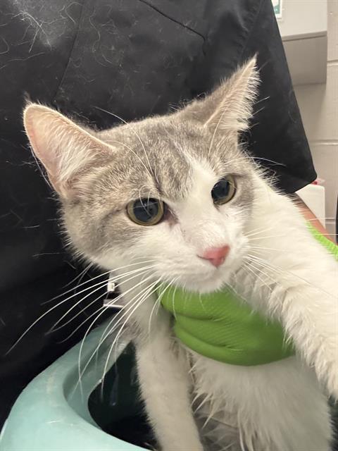 TINY, Adoptable, Adult Female Domestic Short Hair.