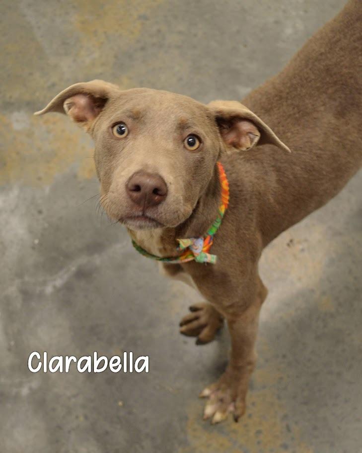 Enlarge ClaraBella, a Adoptable Labrador Retriever in Gautier, MS image 1/2