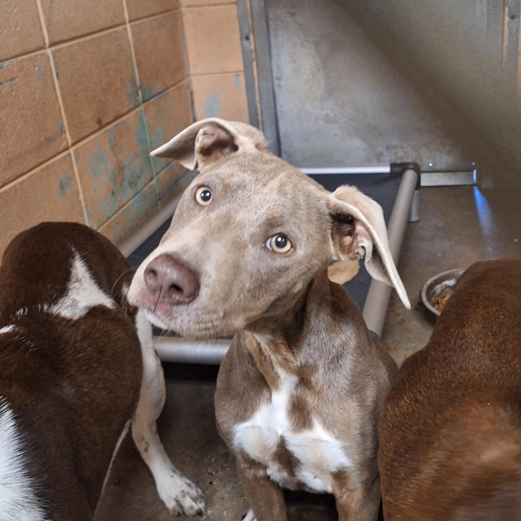 Enlarge ClaraBella, a Adoptable Labrador Retriever in Gautier, MS image 2/2