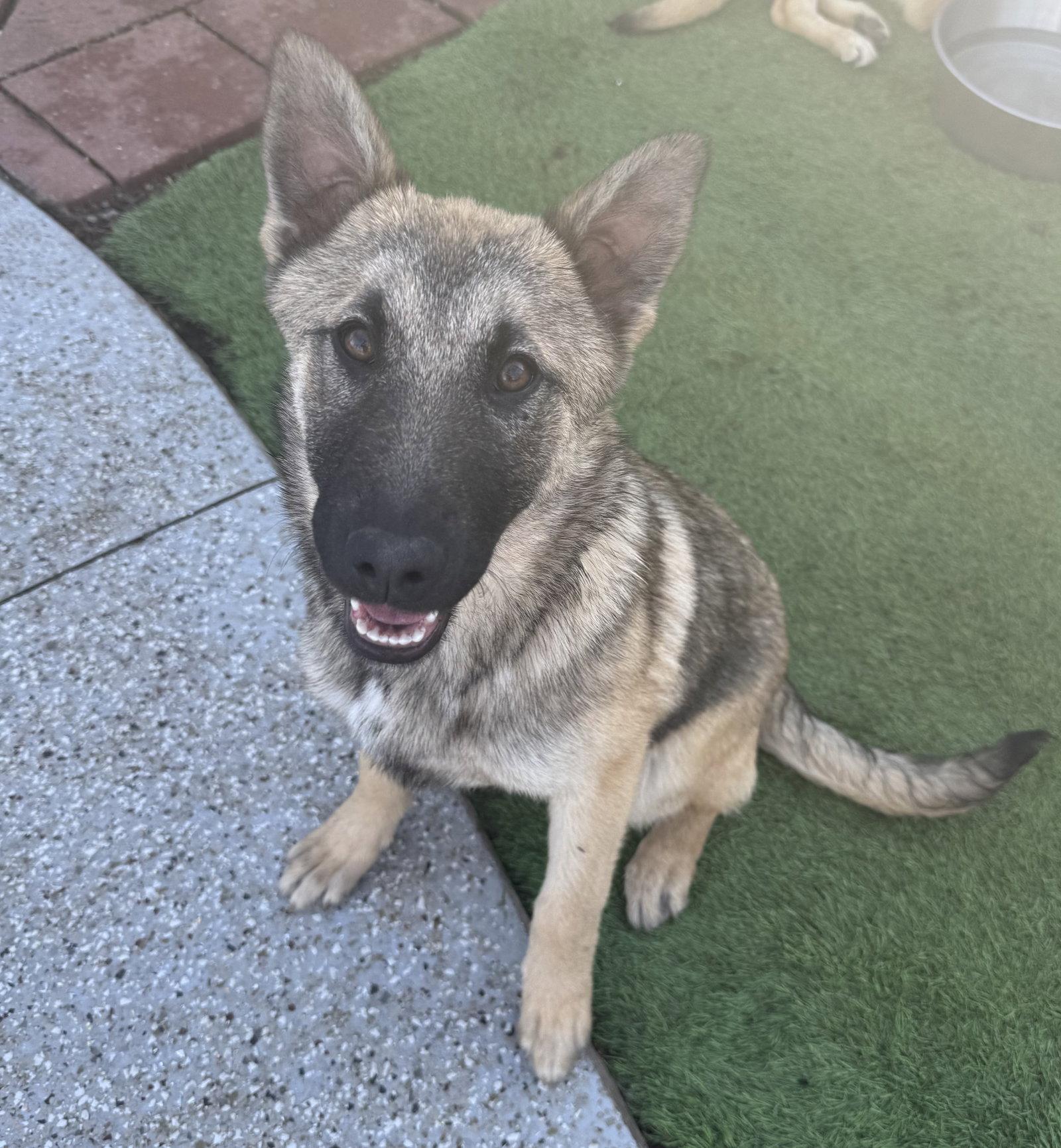 Sophie, Adoptable, Puppy Female Belgian Shepherd / Malinois & German Shepherd Dog.