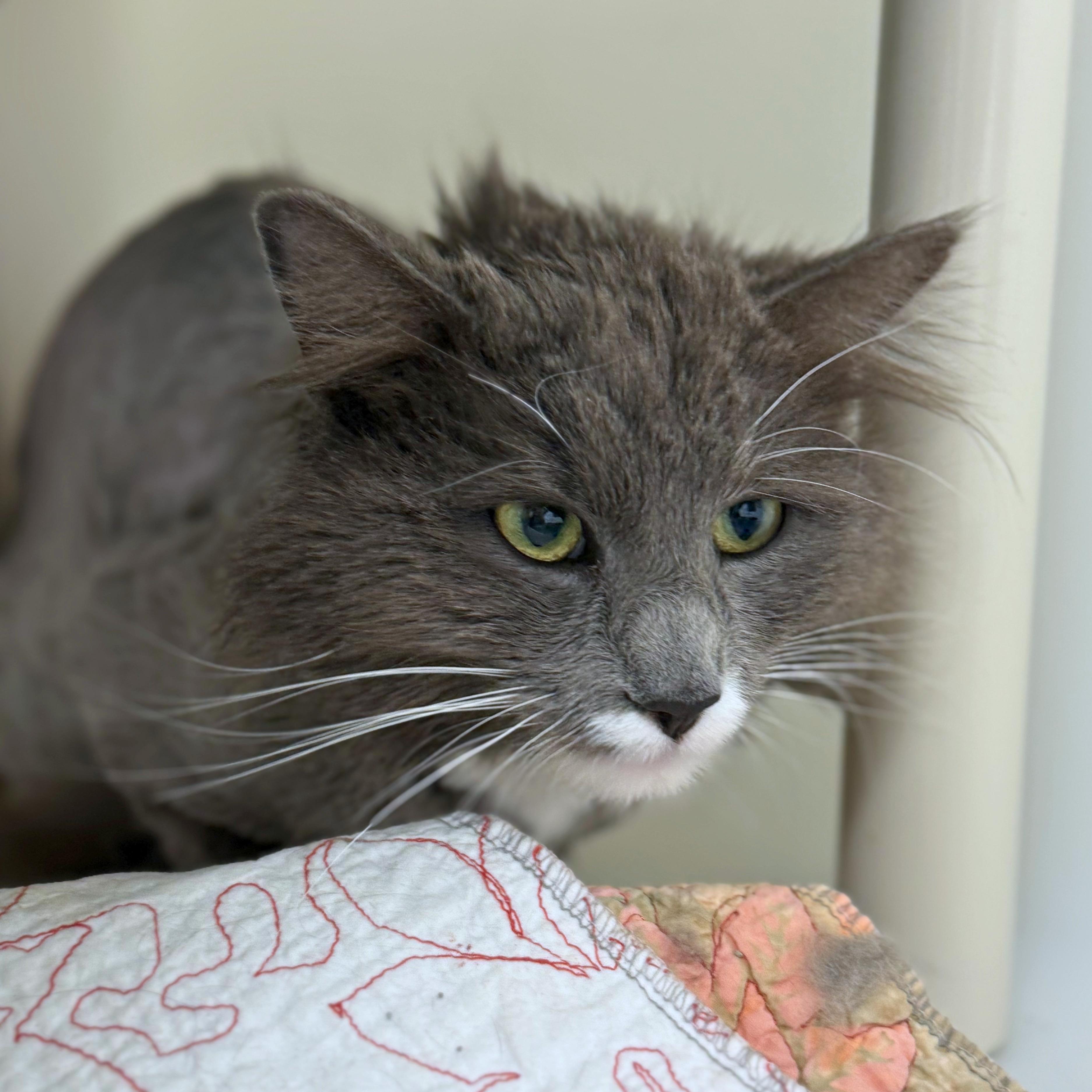 Enlarge Cosmo, an adopted Domestic Medium Hair in Ridgway, CO image 2/6