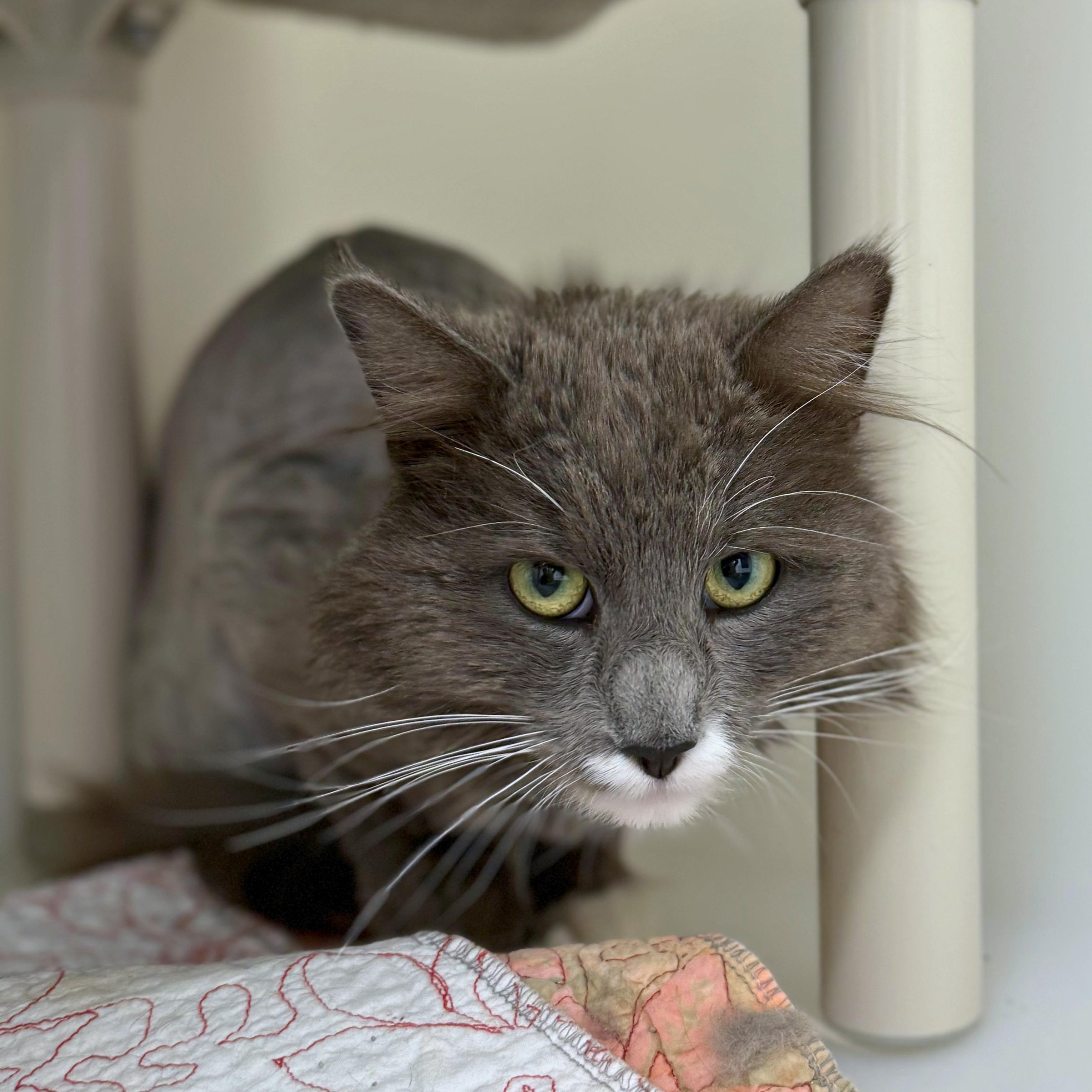 Enlarge Cosmo, an adopted Domestic Medium Hair in Ridgway, CO image 5/6