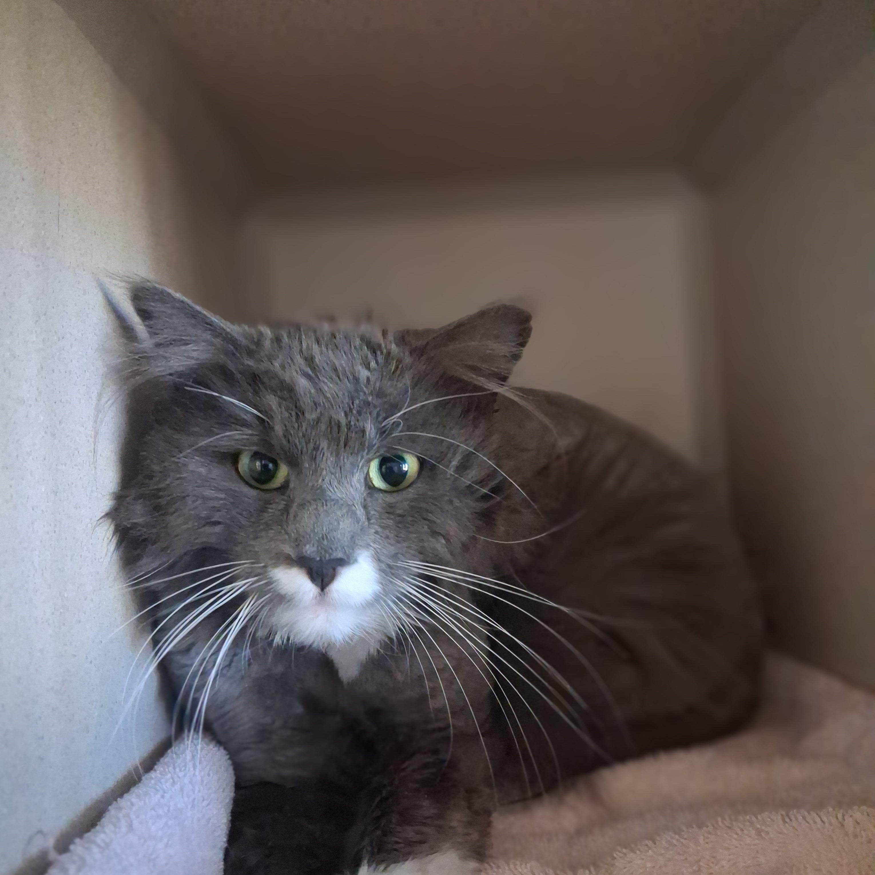 Enlarge Cosmo, an adopted Domestic Medium Hair in Ridgway, CO image 3/6