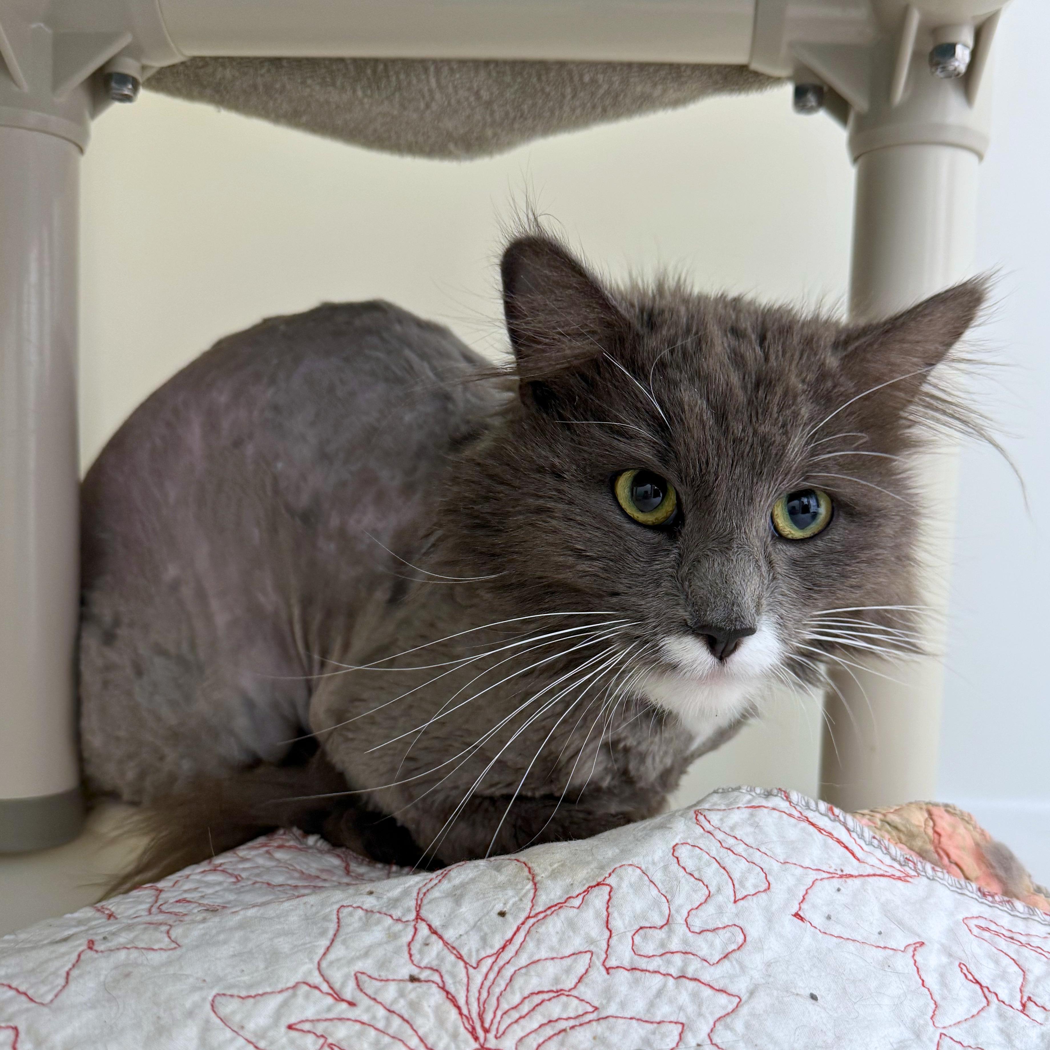 Enlarge Cosmo, an adopted Domestic Medium Hair in Ridgway, CO image 6/6