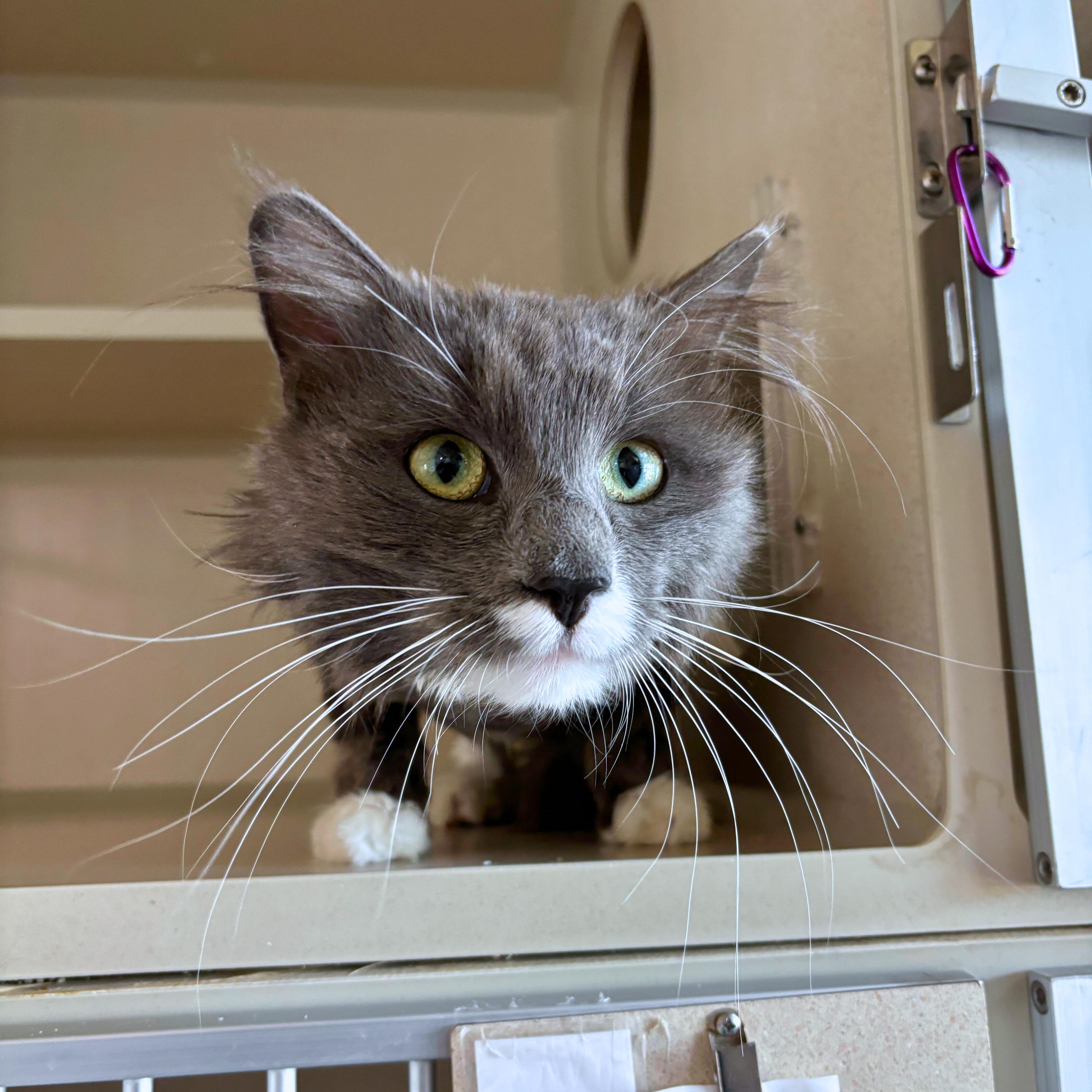 Enlarge Cosmo, an adopted Domestic Medium Hair in Ridgway, CO image 1/6