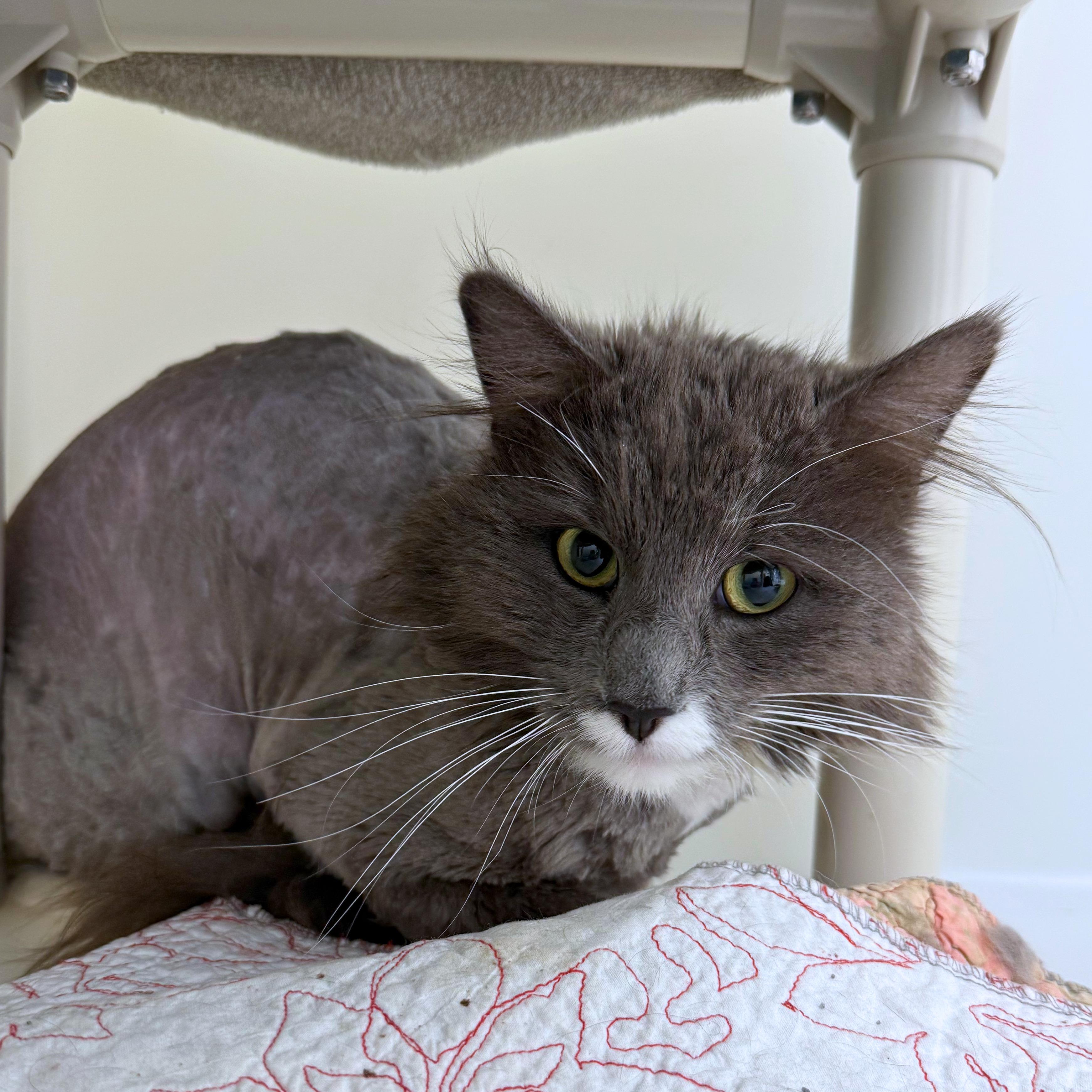 Enlarge Cosmo, an adopted Domestic Medium Hair in Ridgway, CO image 4/6