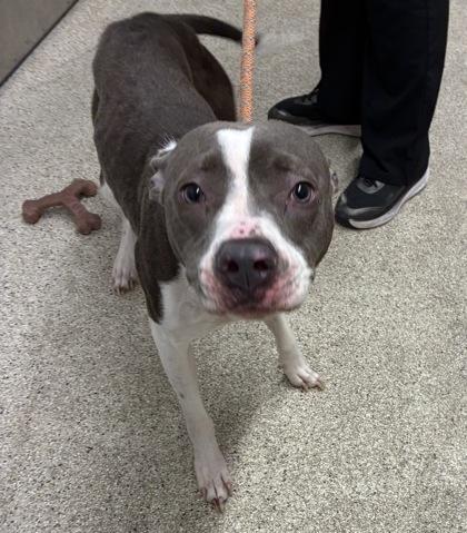 Enlarge Rosie, a Adoptable mixed breed in Lafayette, IN image 1/3