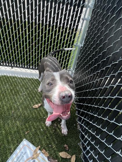 Rosie, a Adoptable mixed breed in Lafayette, IN image 2/3