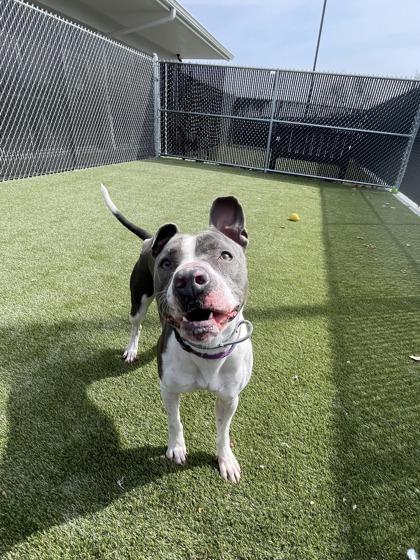 Rosie, a Adoptable mixed breed in Lafayette, IN image 2/3