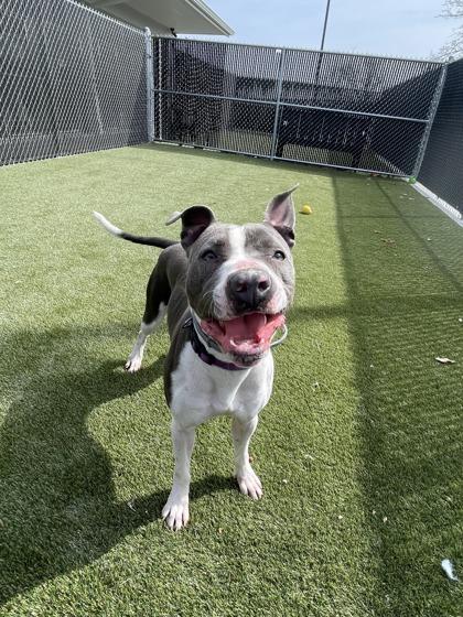 Rosie, a Adoptable mixed breed in Lafayette, IN image 3/3