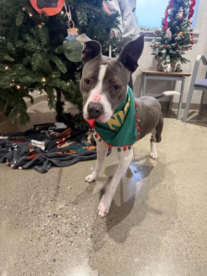 Enlarge Rosie, a Adoptable mixed breed in Lafayette, IN image 2/3