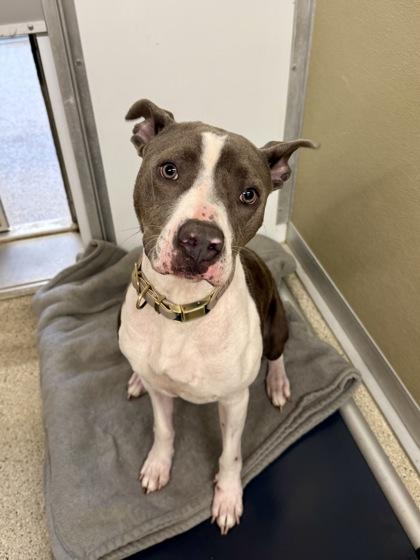 Enlarge Rosie, a Adoptable mixed breed in Lafayette, IN image 3/3