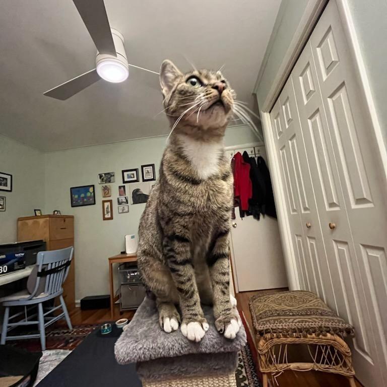 Enlarge Rosie, a Adoptable Domestic Short Hair in South Haven, MI image 1/3