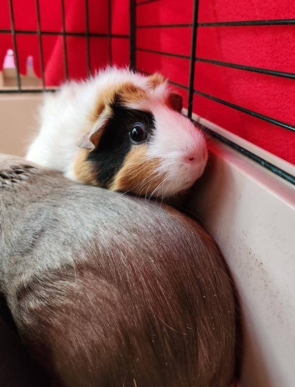 Maddie, Adoptable, Adult Female Guinea Pig.