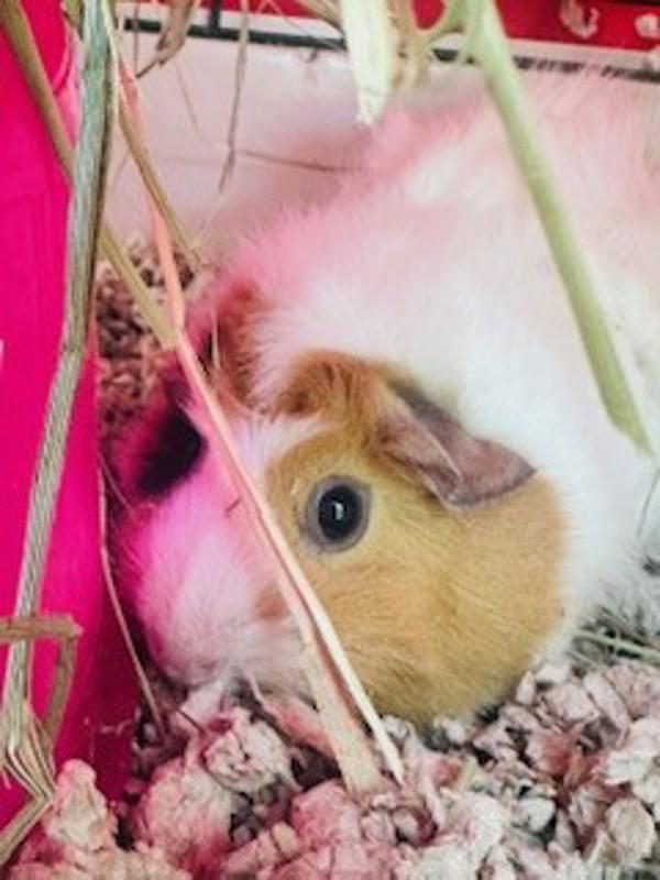 Enlarge Maddie, a Adoptable mixed breed in Healdsburg, CA image 2/3