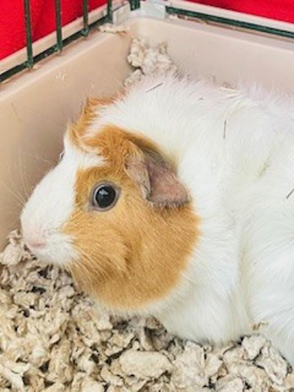 Enlarge Maddie, a Adoptable mixed breed in Healdsburg, CA image 3/3