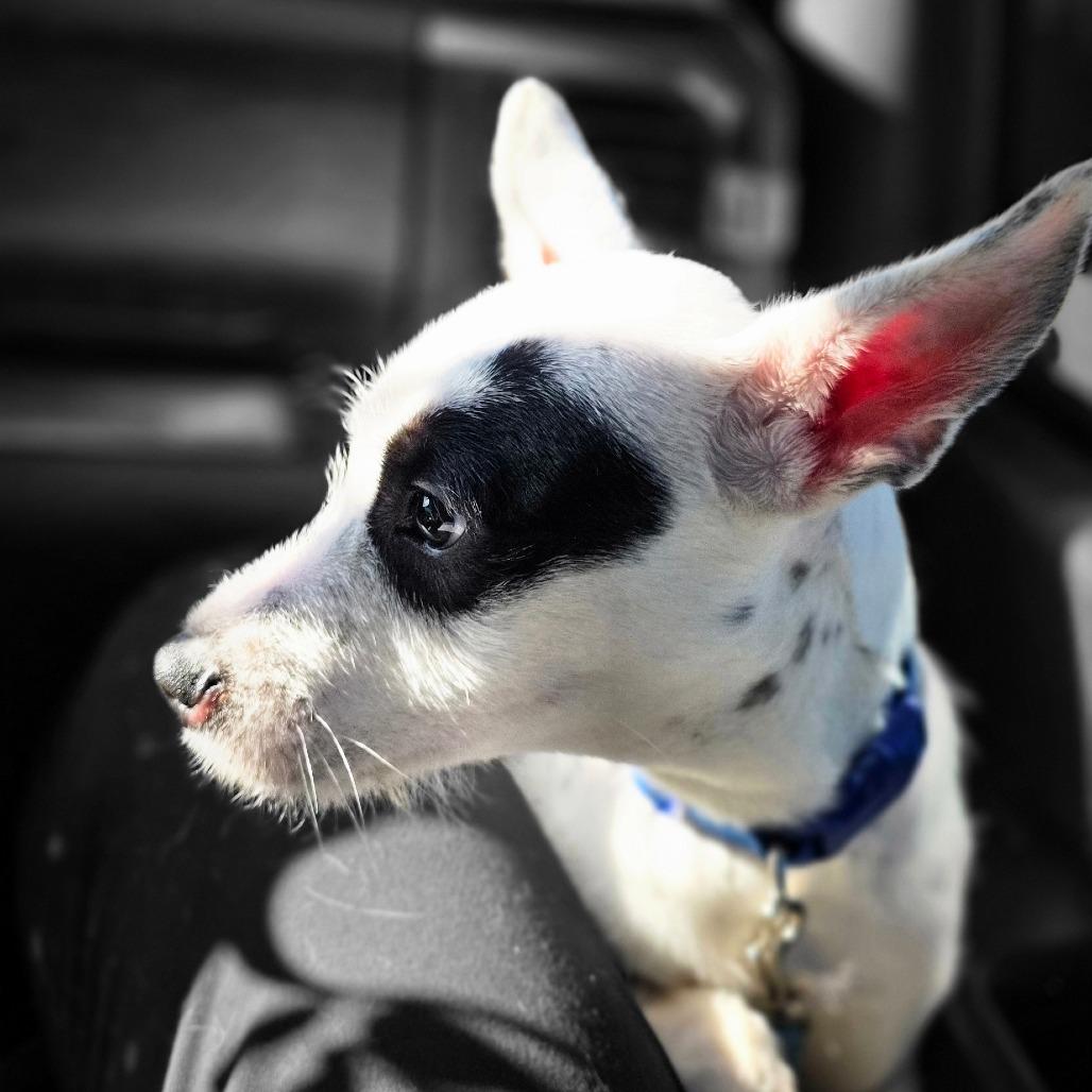 Dale, Adoptable, Young Male Chihuahua & Wirehaired Terrier.