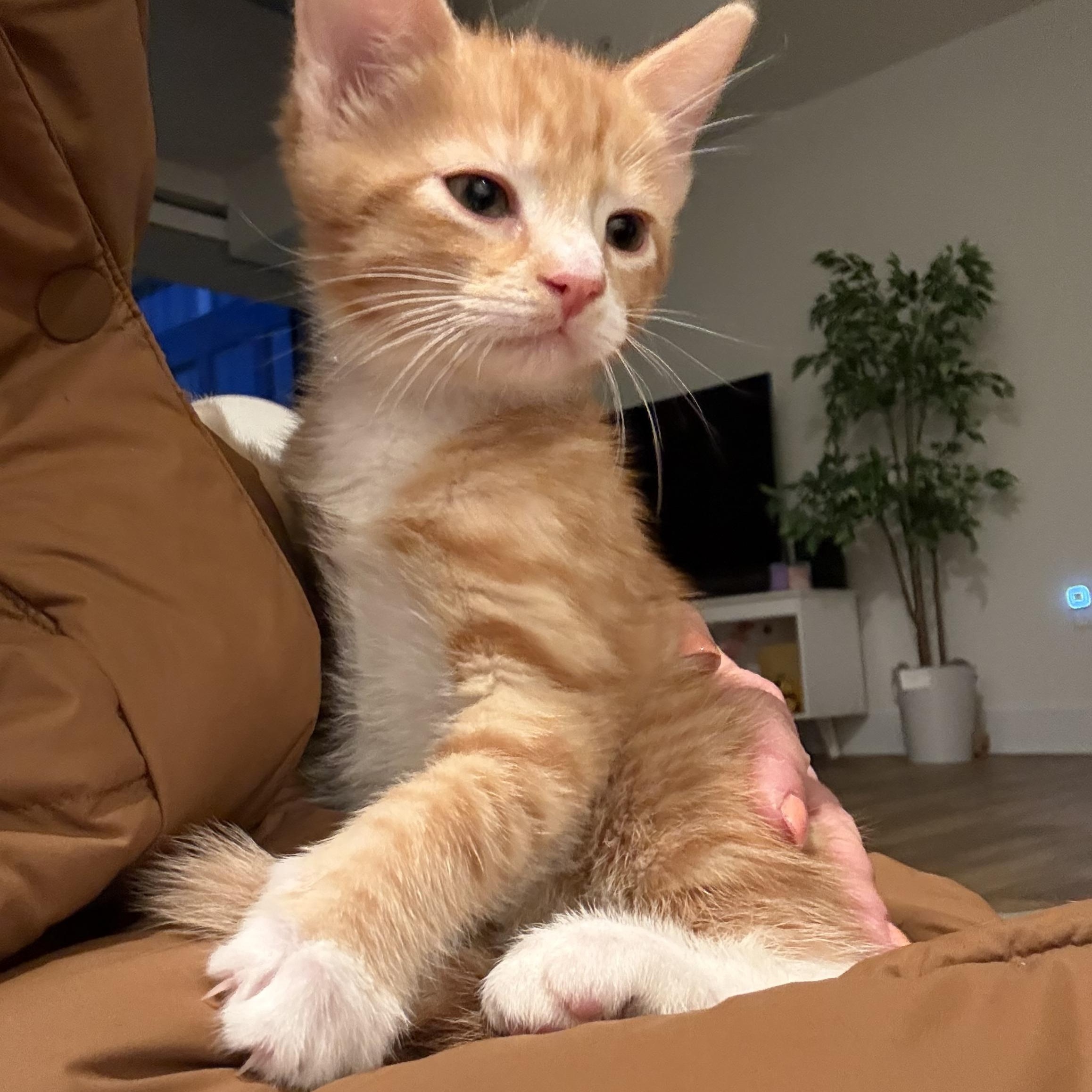 Enlarge Cacio, an adopted Domestic Short Hair in Washington, DC image 1/6