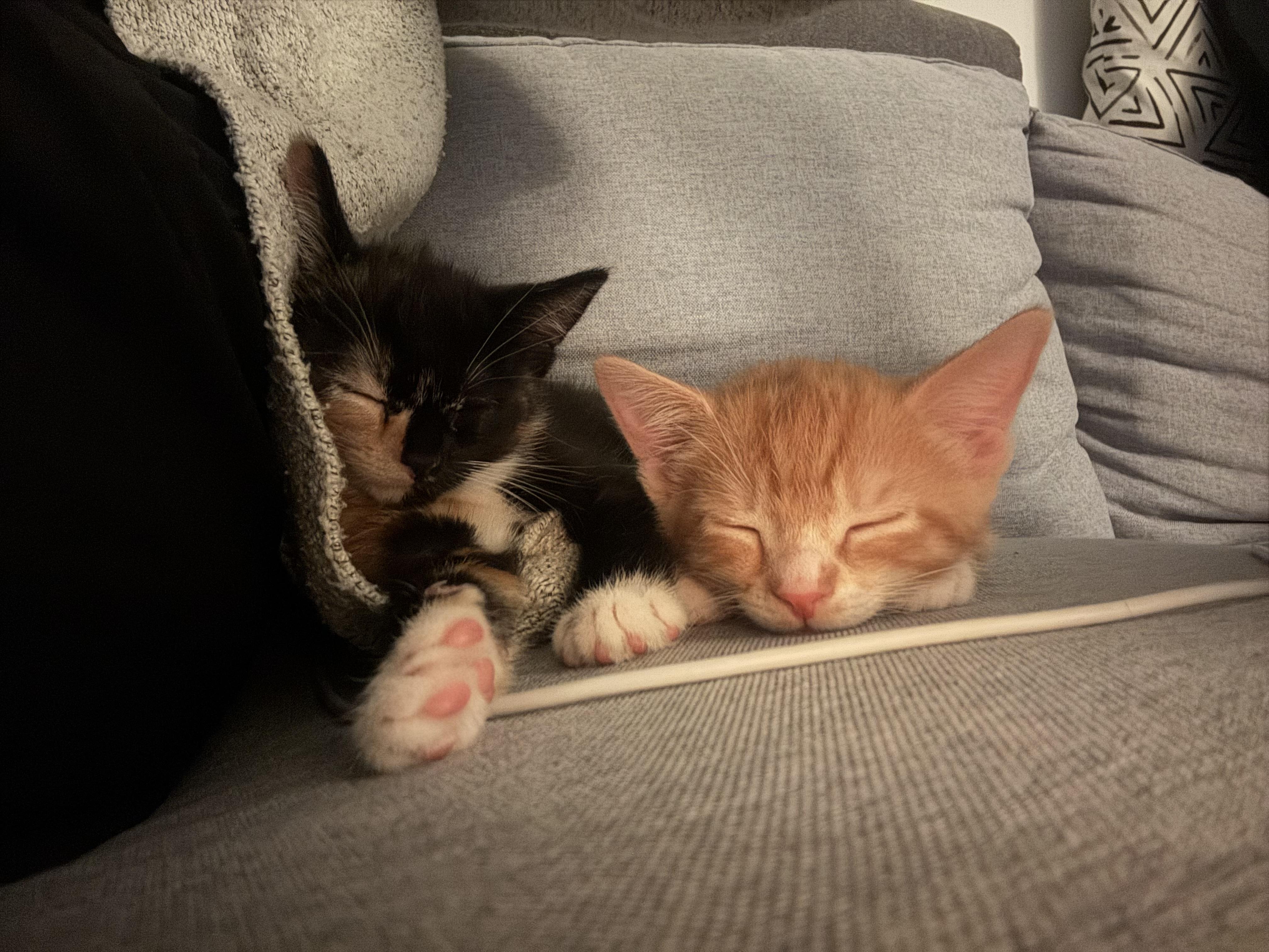 Enlarge Cacio, an adopted Domestic Short Hair in Washington, DC image 4/6