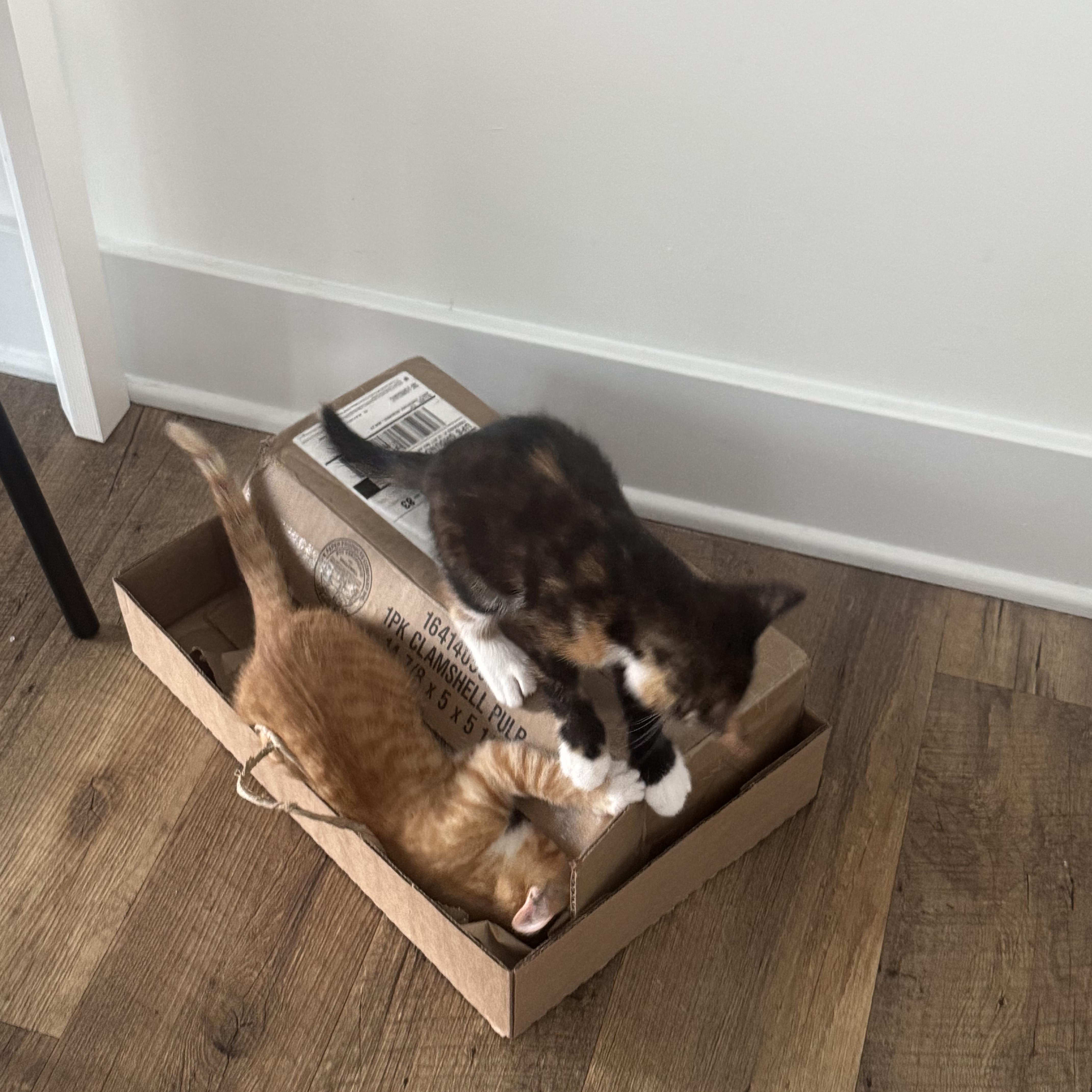 Enlarge Cacio, an adopted Domestic Short Hair in Washington, DC image 2/6