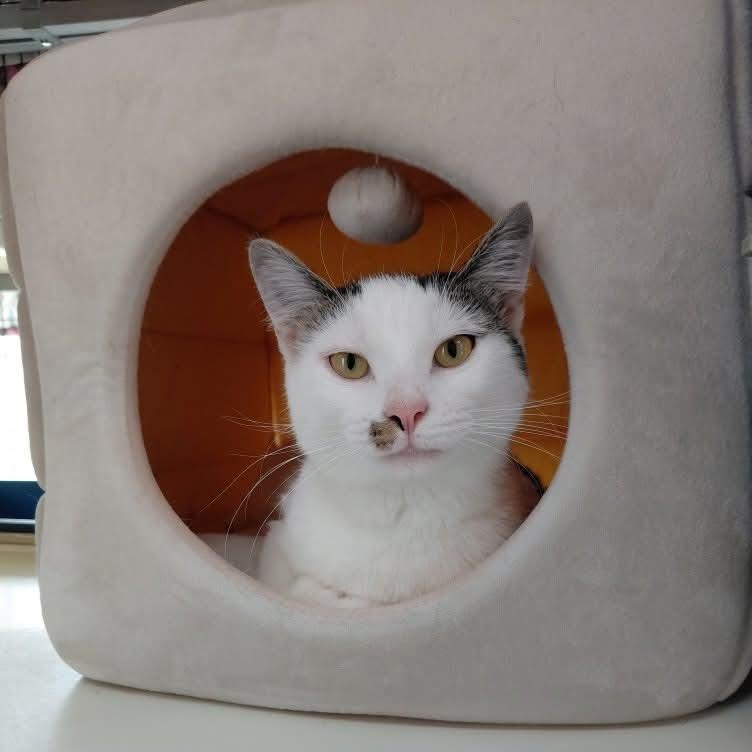 Enlarge Mishka, an adopted Domestic Short Hair in Littleton, NH image 1/1