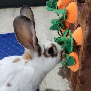 Enlarge Theodora, a Adoptable English Spot in Navarre, FL image 1/2