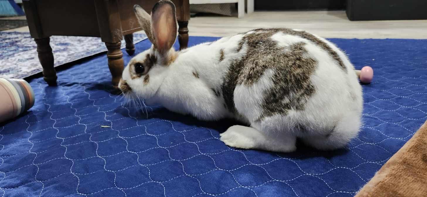 Enlarge Theodora, a Adoptable English Spot in Navarre, FL image 2/2