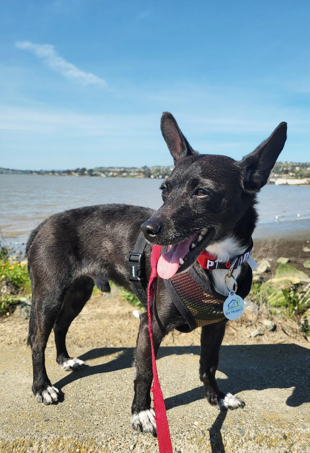Clifford, Adopted, Adult Male Chihuahua.